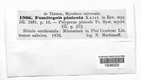 Fomitopsis pinicola image